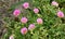 Common Purslane, Pigweed