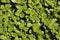 `Common Purslane` plant - Portulaca Oleracea Sativa