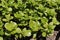 `Common Purslane` plant - Portulaca Oleracea Sativa