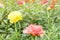 Common Purslane, Verdolaga, Pigweed, Little Hogweed, Pusley sweet flower