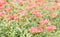 Common Purslane, Verdolaga, Pigweed, Little Hogweed, Pusley sweet pink flower