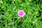 Common Purslane,Verdolaga,Pigweed Pusley,flower bloom pink green