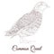 Common quail bird coloring