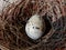 Common quail bird egg inside a nest, Quail eggs are considered a delicacy in many parts of the world