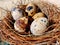 Common quail bird eggs inside a nest, Quail eggs are considered a delicacy in many parts of the world