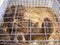 The common quail in the cage on farmers market, race for eggs and meat, dark wild color