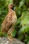 Common Quail, Coturnix coturnix, bird in the nature habitat. Quail sitting on the stone. Quail in the forest.