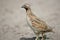 The common quail Coturnix coturnix or European quail extra close up portrait.