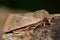 Common quaker moth (Orthosia cerasi) in profile