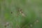 Common quaking grass