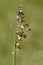 Common Quaking Grass - Briza media