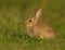 Common rabbit (Oryctolagus cuniculus)