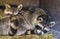 Common raccoon couple laying close together in closeup, Tropical animal specie from America