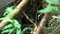 Common raccoon dog resting in cave and watching camera