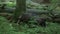 Common raccoon dog rushes through the forest