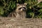 Common Raccoon - Procyon lotor