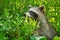 Common Raccoon - Procyon lotor