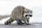 Common raccoon (Procyon Lotor) in urban areas in Toronto in winter