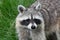 Common racoon