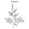 Common ragweed Ambrosia artemisiifolia