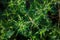 Common Ragweed, ambrosia bush