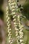 Common Ragweed Flowers 605500