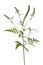 Common Ragweed plant