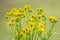 Common Ragwort Flowers