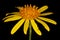 Common Ragwort (Jacobaea vulgaris). Flowering Capitulum Closeup