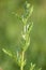 Common ragwort jacobea vulgaris plant