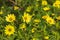 Common Ragwort Senecio jacobaea - beautiful yellow flower closeup macro