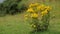 Common ragwort senecio jacobaea yellow flower at a meadow near Atrhurs Seat in Edinburgh, Scotland