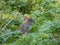 The Common rat (Rattus norvegicus) with dark grey and brown fur sitting in the green grass