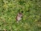 Common rat (Rattus norvegicus) with dark grey and brown fur standing on back paws