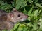 Common rat (Rattus norvegicus) standing on back paws surrounded with green grass in bright sunlight