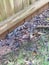 Common rat snake beside garden fence