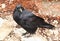 Common Raven