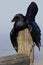 Common Raven