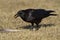 Common Raven