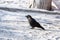 Common raven