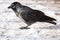 Common raven