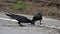 Common raven birds corvus corax eating food on the road