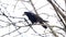 Common raven on the branch