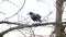 Common raven on the branch