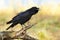 Common raven calling on wood in springtime nature