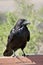 Common Raven in Canyonlands National Park