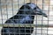 The common raven Corvus corax