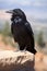 Common Raven (Corvus corax)