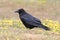 Common Raven (Corvus corax)