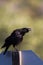 Common Raven, Corvus Corax